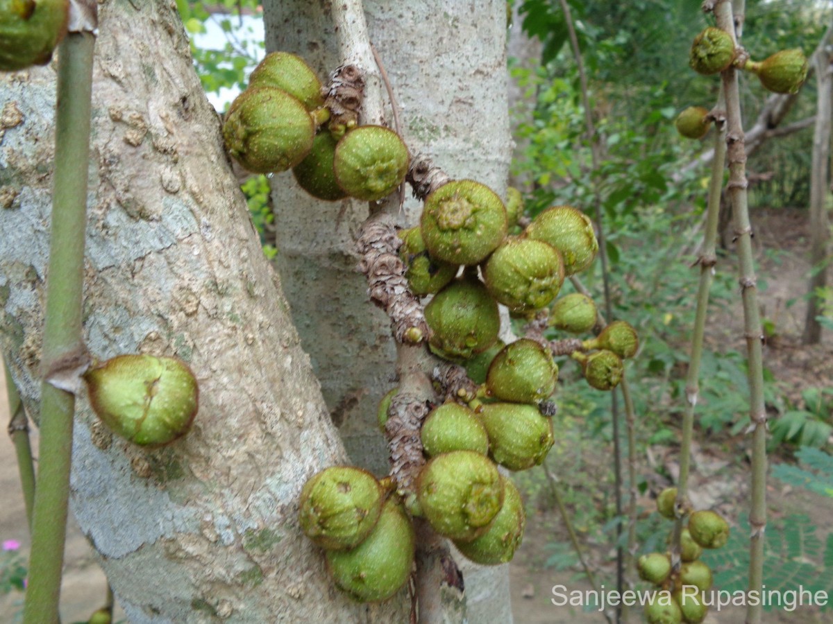 Ficus hispida L.f.